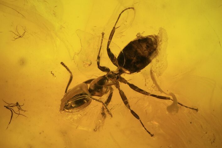 Fossil Ant (Formicidae) & Flies (Diptera) In Baltic Amber #96206